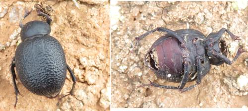 Pimelia sp.